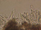 Peniophorella praetermissa image