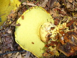 Boletus orovillus image
