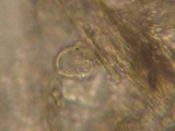 Peniophorella praetermissa image