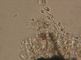 Peniophorella praetermissa image