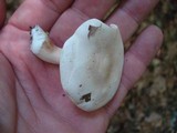 Clitopilus prunulus image