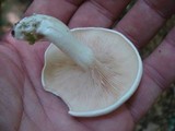Clitopilus prunulus image