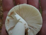 Amanita brunnescens image