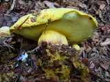Boletus orovillus image