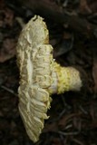 Floccularia luteovirens f. luteovirens image
