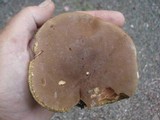 Imleria badia image