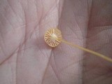 Rickenella fibula image