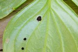 Puccinia porphyrogenita image