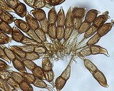 Puccinia porphyrogenita image