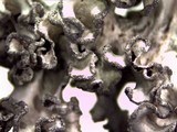 Parmotrema austrosinense image