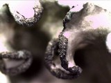 Parmotrema austrosinense image