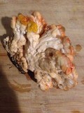 Laetiporus cincinnatus image
