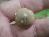Amanita sect. Vaginatae image