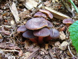 Gymnopilus luteofolius image