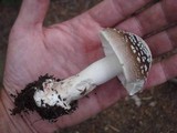Amanita brunnescens image