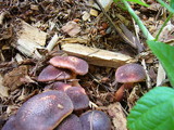 Gymnopilus luteofolius image