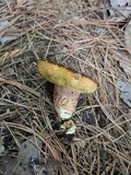 Boletellus chrysenteroides image