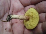Boletus ferrugineus image