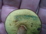 Boletus ferrugineus image