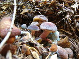 Gymnopilus luteofolius image