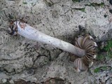 Cortinarius evernius image