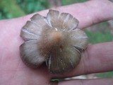 Cortinarius evernius image