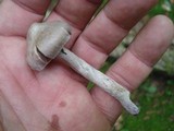 Cortinarius evernius image