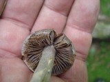 Cortinarius evernius image