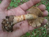 Cortinarius armillatus image