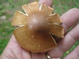 Cortinarius armillatus image