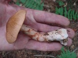 Cortinarius armillatus image