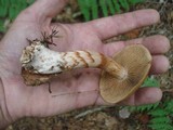 Cortinarius armillatus image