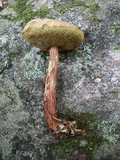 Frostiella russellii image