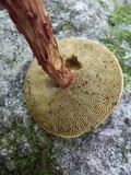 Frostiella russellii image
