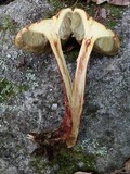 Frostiella russellii image