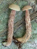Frostiella russellii image