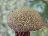 Frostiella russellii image