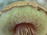 Frostiella russellii image