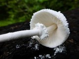 Leucocoprinus cretaceus image