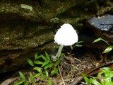 Leucocoprinus cretaceus image