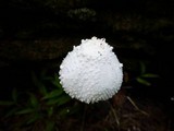 Leucocoprinus cretaceus image