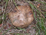 Scleroderma areolatum image