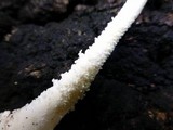 Leucocoprinus cretaceus image