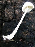 Leucocoprinus cretaceus image
