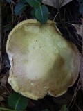 Leccinellum albellum image