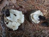 Russula heterophylla image