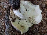 Russula heterophylla image