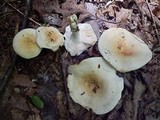 Russula ballouii image