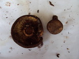 Paxillus involutus image
