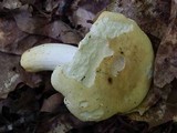 Russula ballouii image